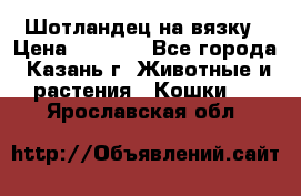 Шотландец на вязку › Цена ­ 1 000 - Все города, Казань г. Животные и растения » Кошки   . Ярославская обл.
